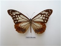 藏品(大絹斑蝶)的圖片